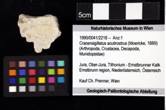 Foto (Objket + Etiketten) von Cracensigillatus acutirostrus (Moericke, 1889) 